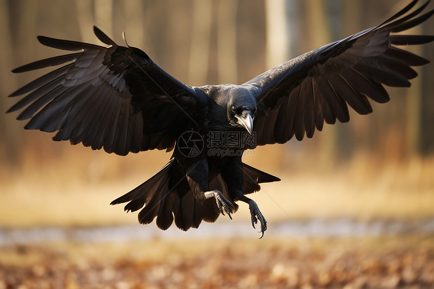 树林中觅食的乌鸦图片