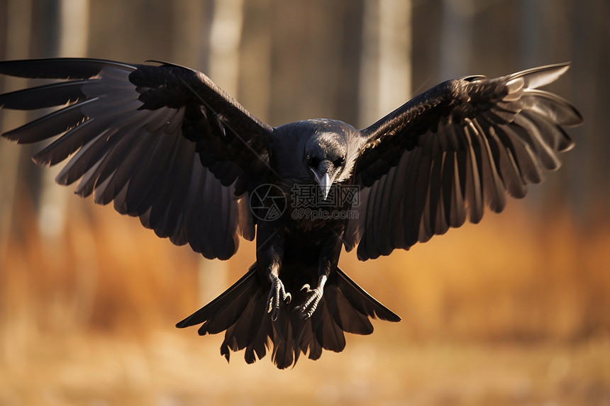 树林中展翅的乌鸦图片