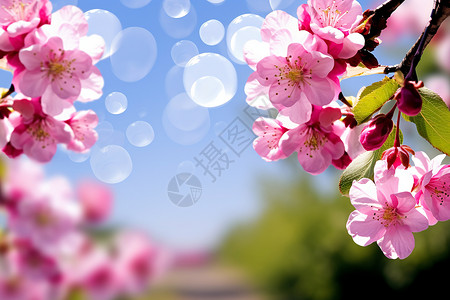 春季绽放的粉色樱花树背景图片
