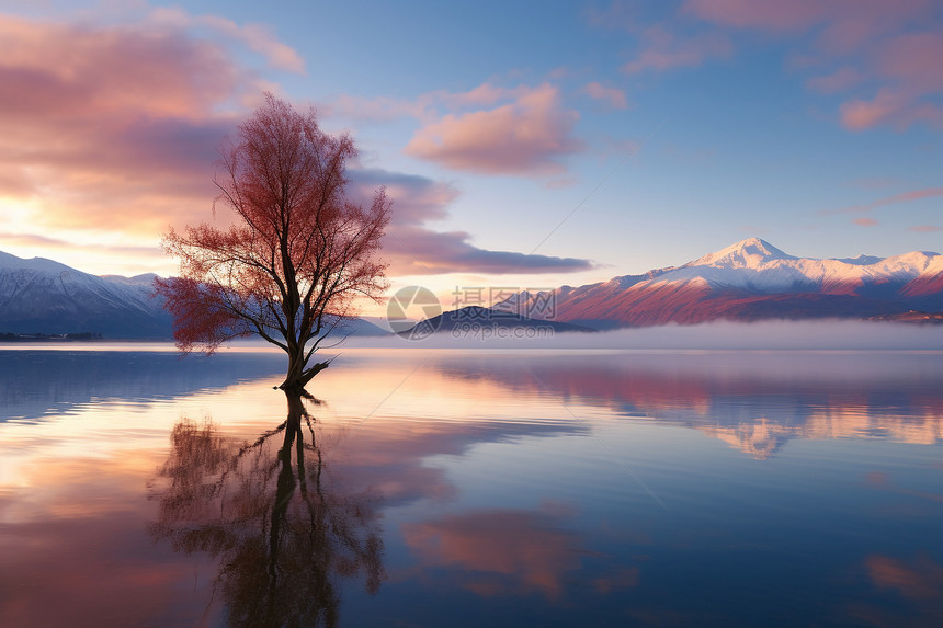 湖面上孤独的大树图片