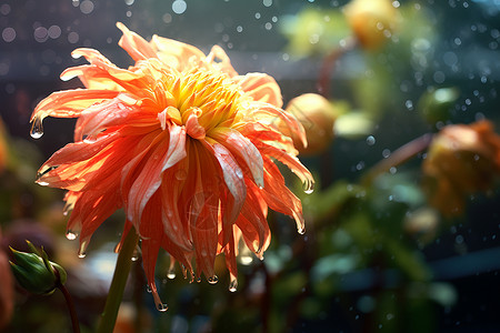 雨中绽放的菊花背景图片