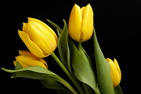 春季绽放的黄色郁金香背景图片