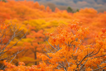 秋季鲜艳的树林景观背景图片