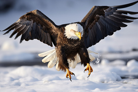 冬日荒野中的秃鹰背景图片