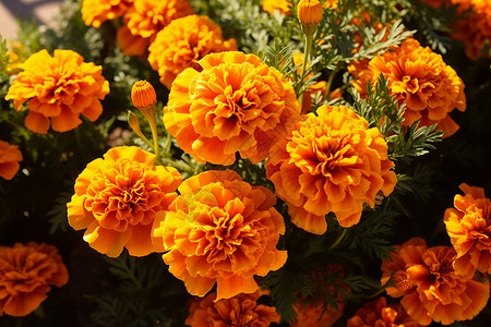 五彩缤纷的金盏花花园背景图片