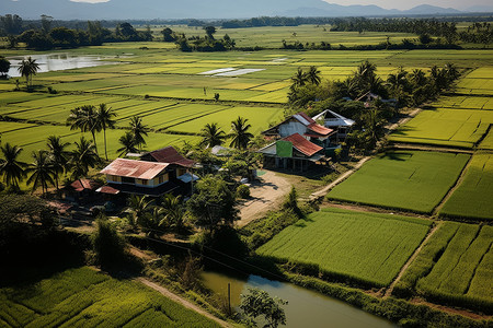 乡村农业种植的水稻田背景图片