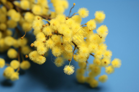春季开花绽放的黄色花朵背景图片