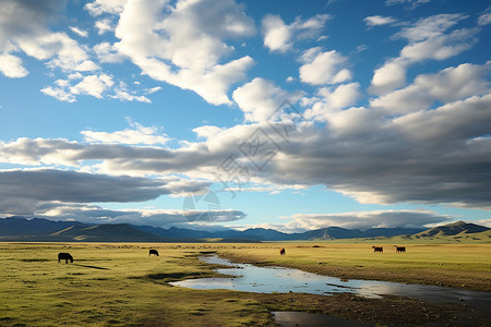 草原放牛牧民放牛蒙古草原上的牛群背景