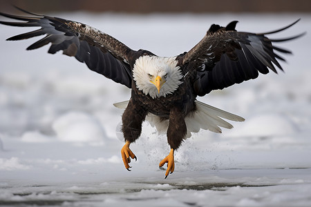 冰雪原野中展翅飞翔的雄鹰背景图片