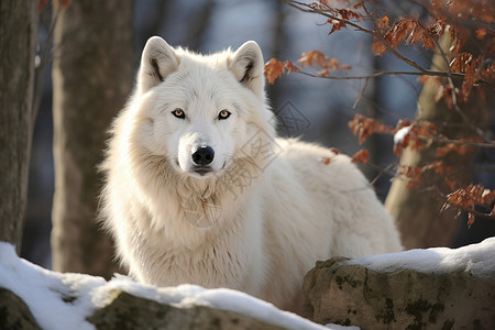 冬季森林中的孤狼背景图片