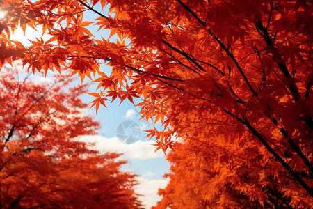 火红的花秋日火红枫叶下的美丽景色背景