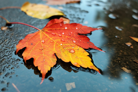 秋日微雨中的落叶背景图片