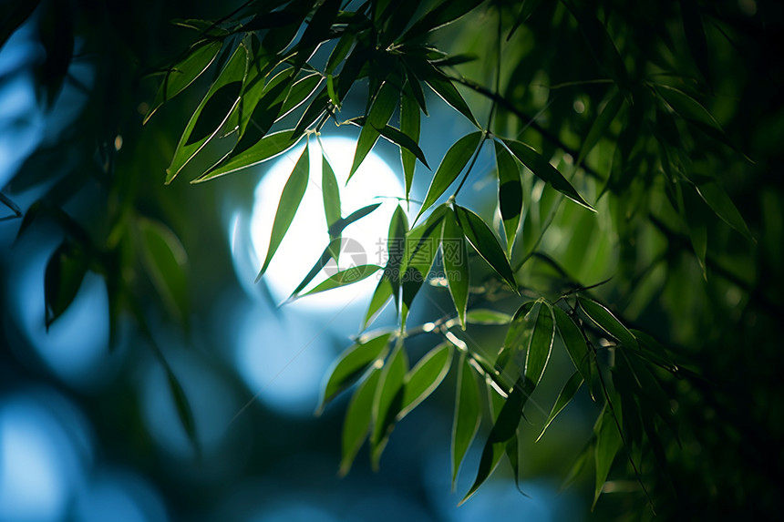 夜晚明月下的绿植树叶图片