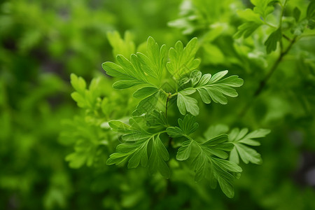 清新绿意植物背景图片