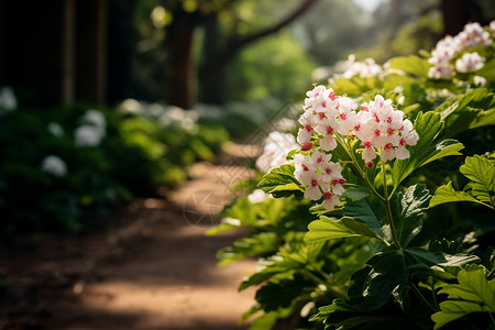 花园中的自然之美背景图片