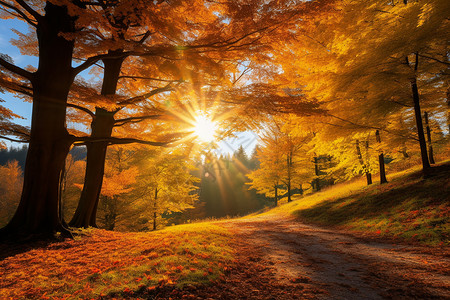 秋日金色的森林小径背景图片
