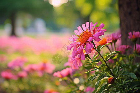 花海中的艳丽花朵高清图片