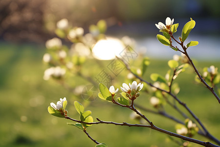 阳光中的白花树枝背景图片