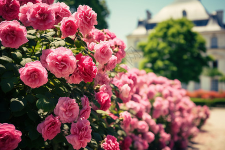 一排粉色玫瑰的花园背景图片