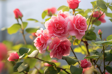 夏日花园中的玫瑰背景图片