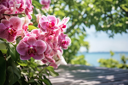 花开海上梅花园鲜花盛开的夏季背景