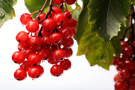 石榴挂在枝头红浆果挂在枝头背景