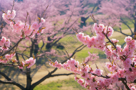 桃花盛放的小树林高清图片