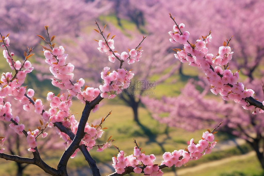 桃花盛开的公园图片