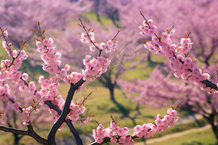 桃花盛开的公园背景图片