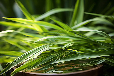 绿叶盆栽植物背景图片