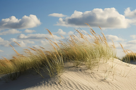 沙丘上的绿草背景图片