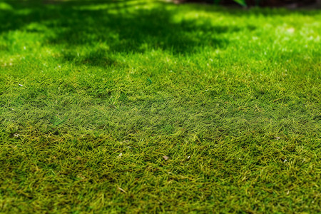 绿色草坪背景背景图片