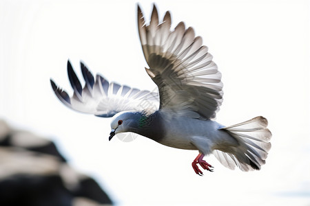 自由飞翔的鸽子背景