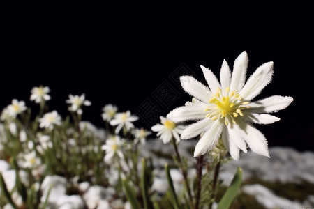 美丽漂亮的白色花朵背景图片