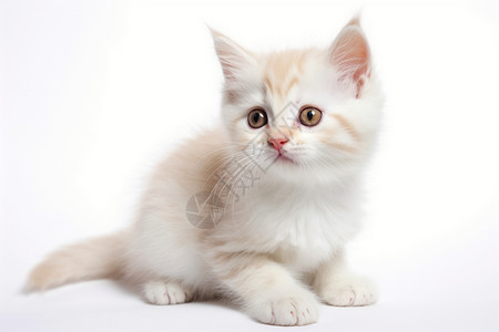 幼猫幼小的白色猫咪背景