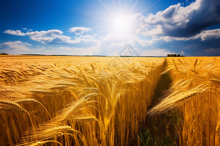 农田里面丰收的麦子背景图片