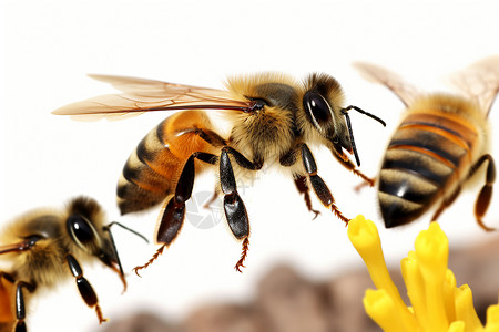 蜂蜜采集忙碌的蜜蜂采集花粉背景