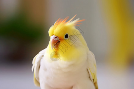 可爱蓝点颏鸟类房间里的鹦鹉背景