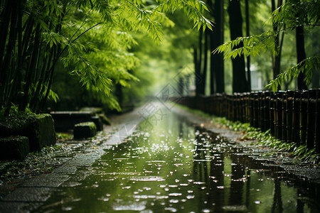 雨后静谧的竹林小路地面背景图片