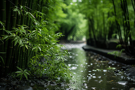 雨后竹林中的小路背景图片