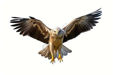 展翅飞翔的老鹰高清图片