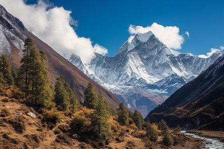 秋季雪山脚下的树林景观背景图片