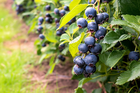 农业种植的蓝莓果园背景图片