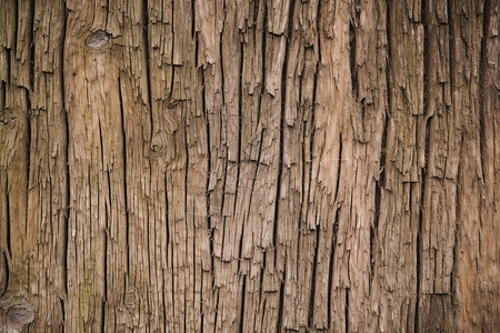 树皮纹理粗糙的树木纹路背景