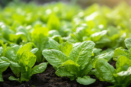 生机勃勃的蔬菜种植田野高清图片