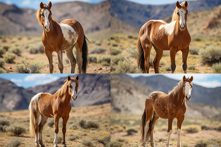 沙漠上自由野性的野马背景图片