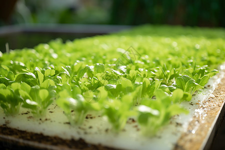 温室里的生菜苗高清图片