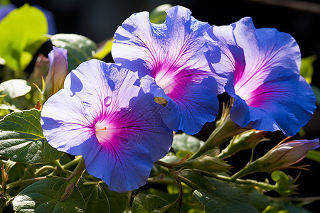 一簇蓝色花朵背景图片