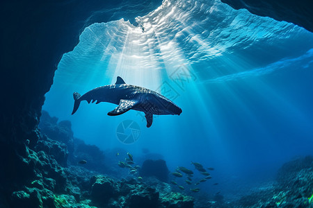 鲨鱼洞中的奇妙相遇背景