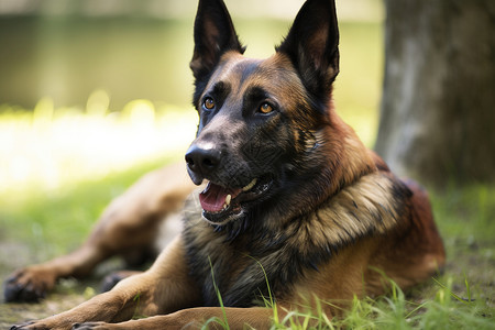 疲惫的小狗长毛比利时牧羊犬高清图片